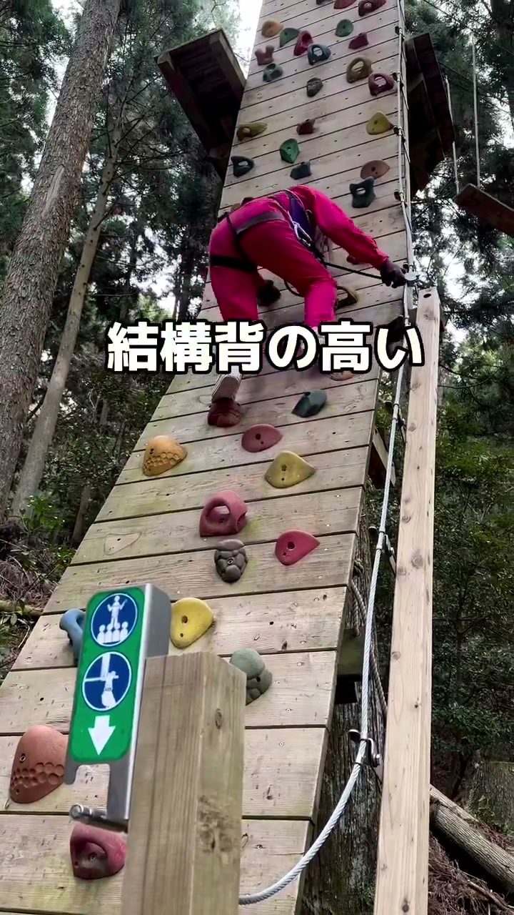 木の上へと続く背の高いクライミングウォール