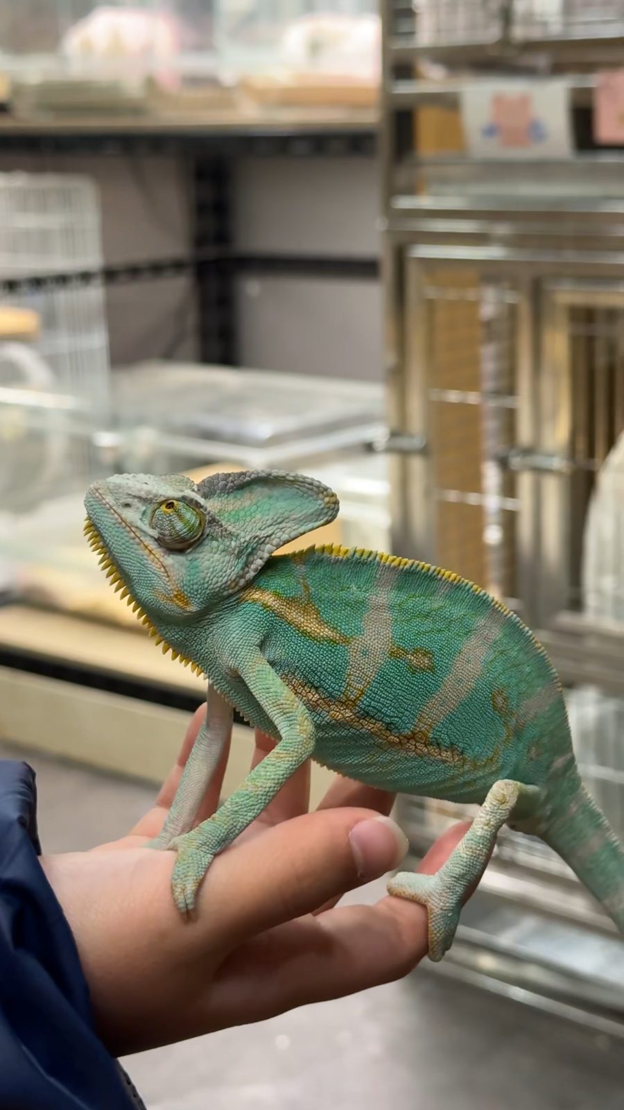 手のひらに乗せてふれあえるエボシカメレオン