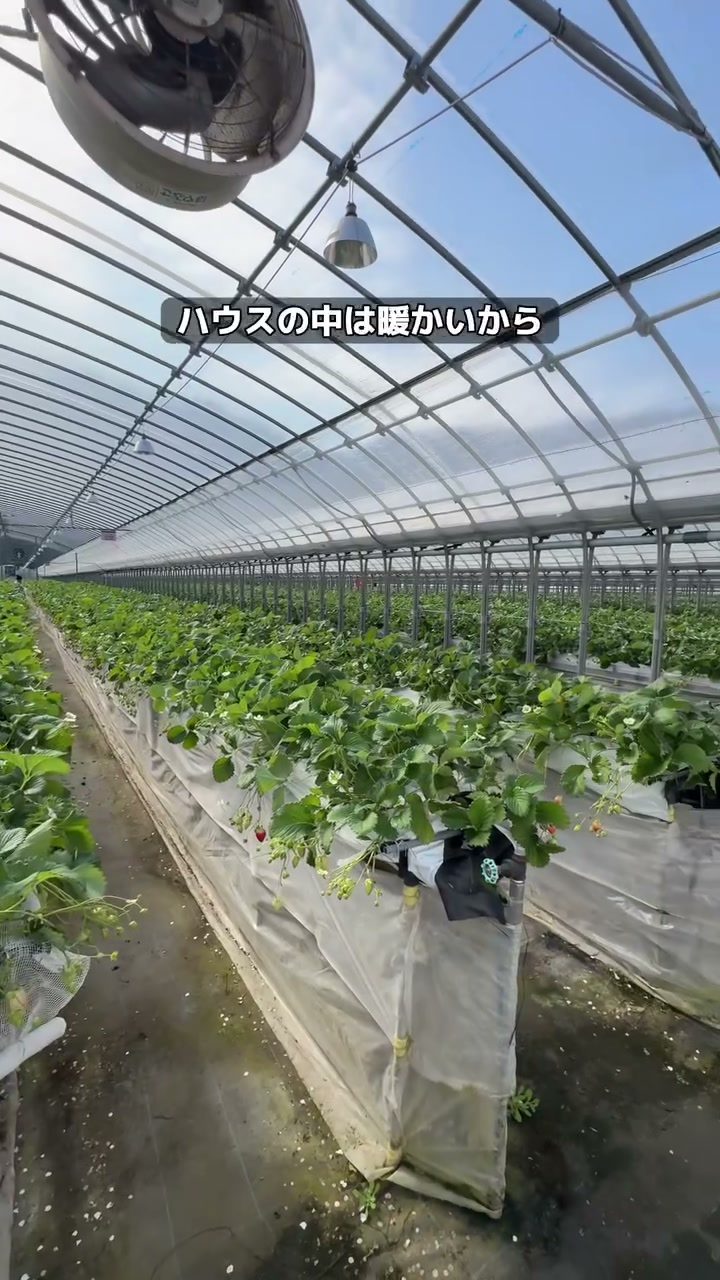 枝にたわわに実った真っ赤ないちご