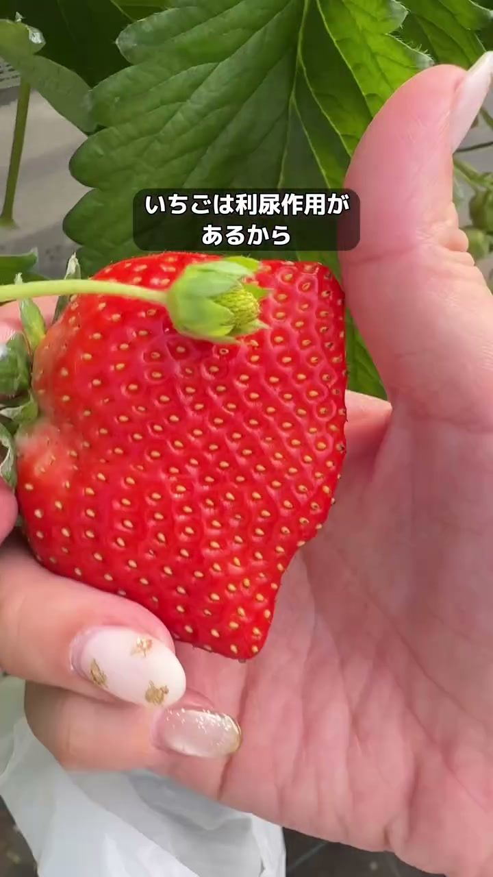 いちごの苗がずらりと並ぶビニールハウス