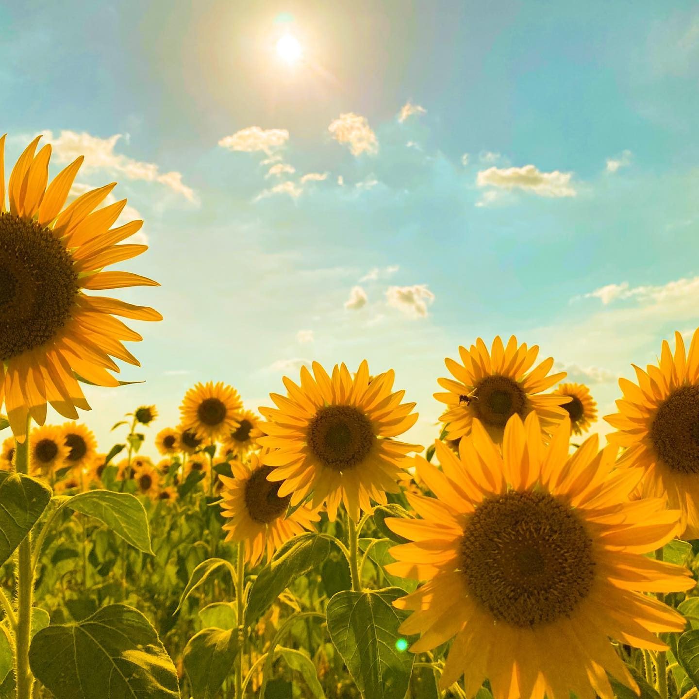 夏の太陽の下で咲き誇るひまわり