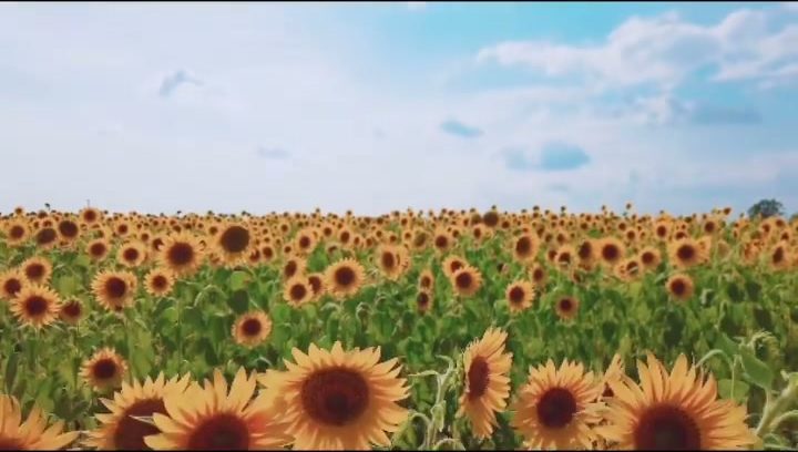 地平線まで広がるひまわり畑と青空