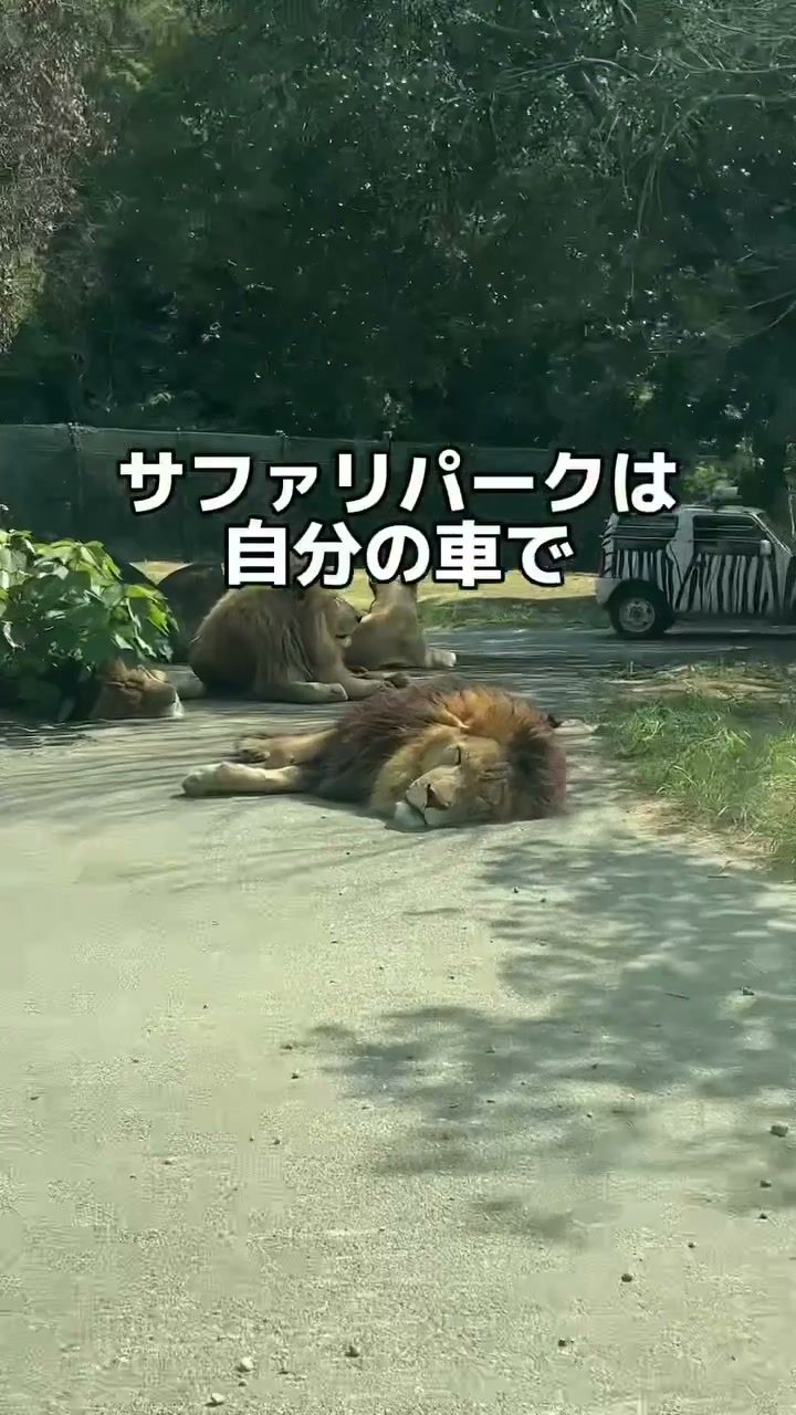 サファリの道ばたでくつろぐライオン
