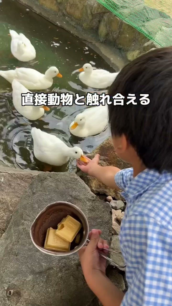 池のアヒルにエサをあげる子ども