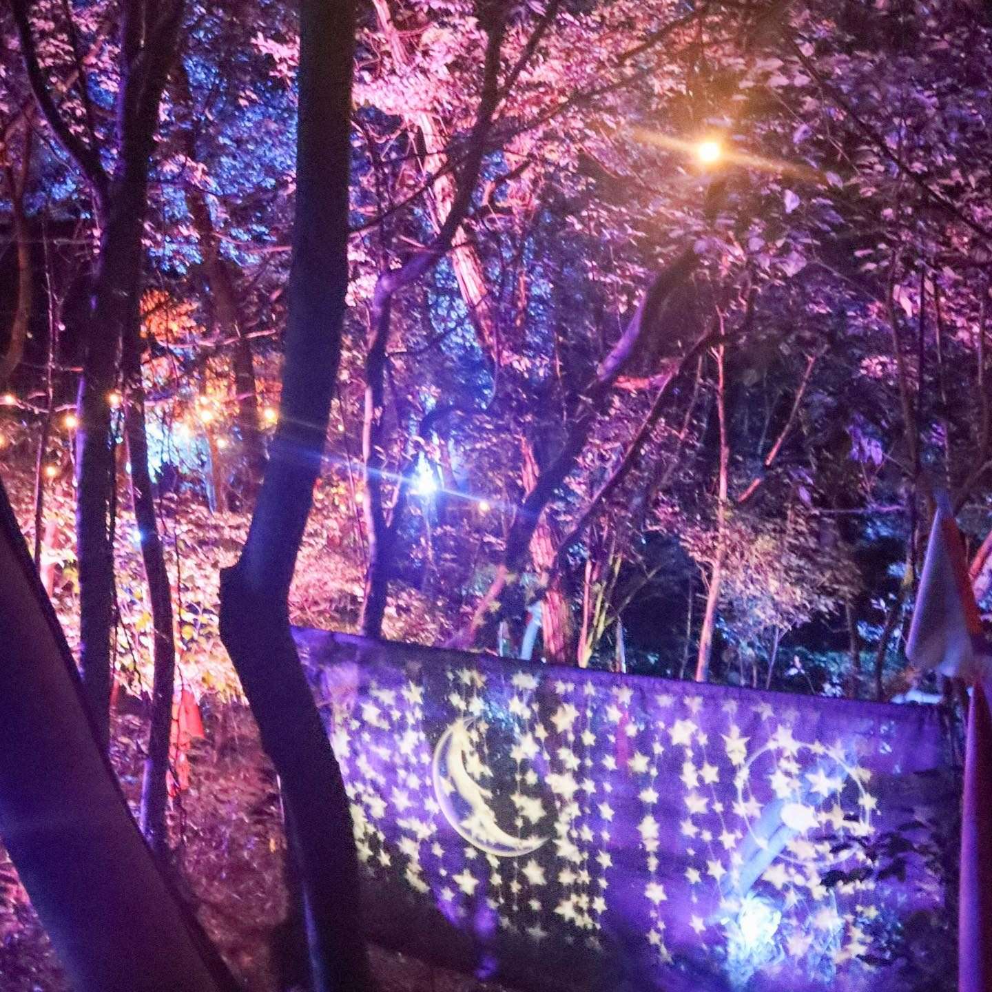 光のアートに彩られた夜の森