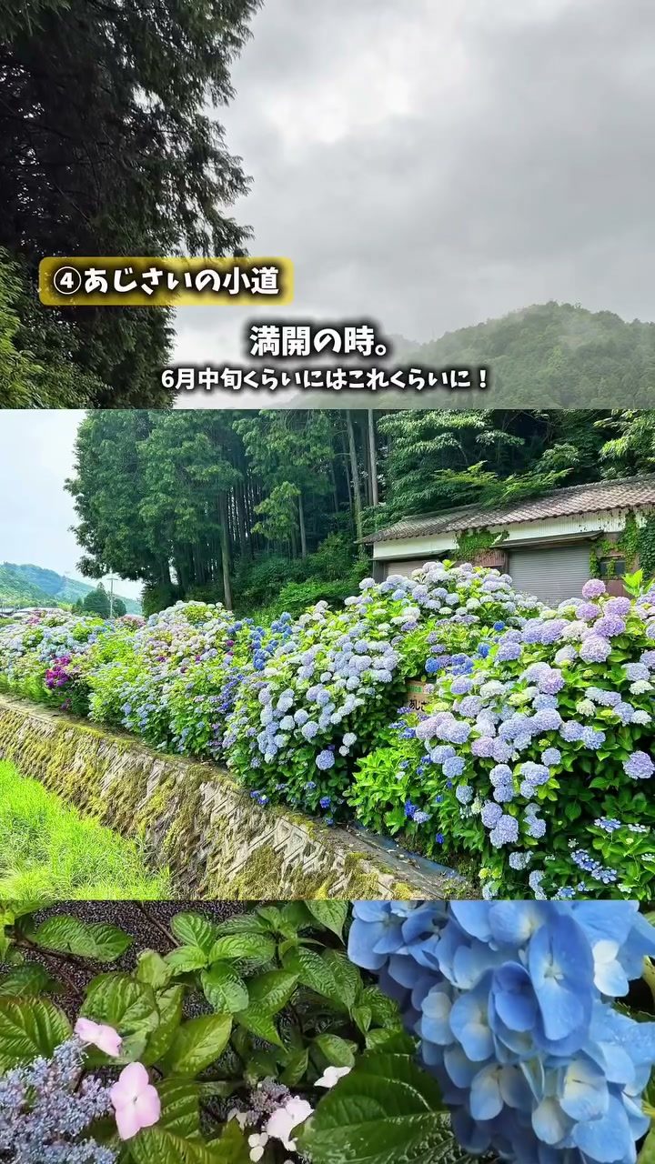 青や紫のあじさいが咲くあじさいの小道