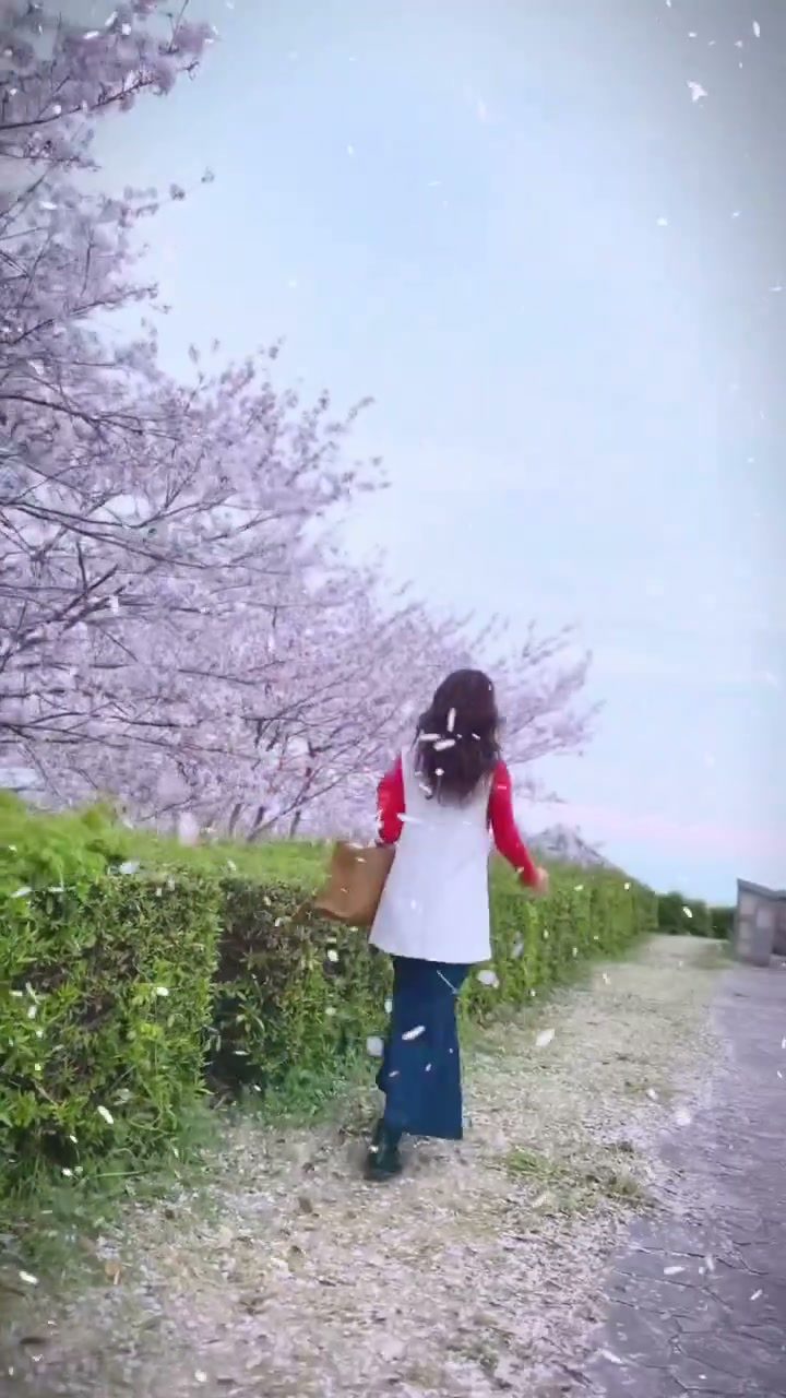 満開の桜並木が続く小道