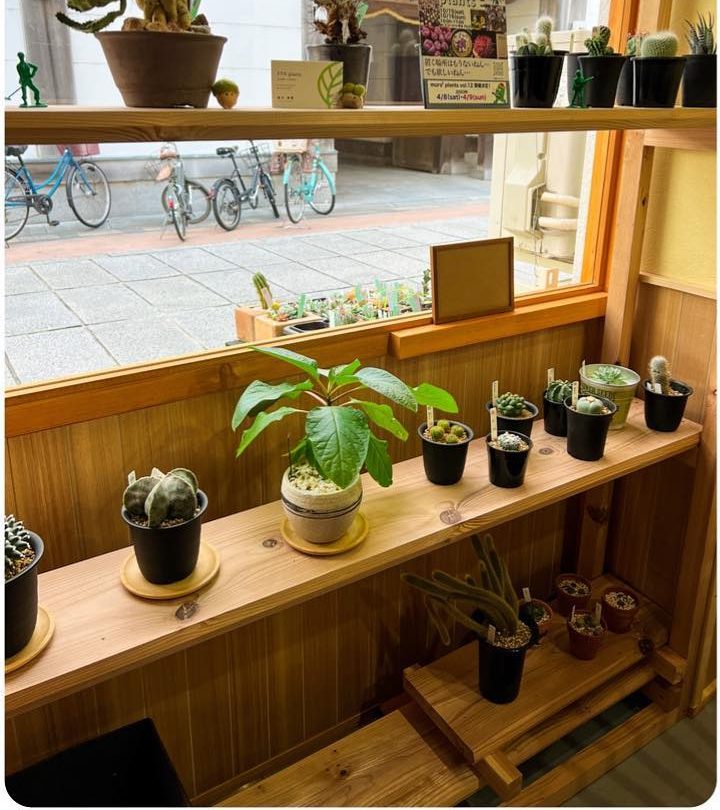 窓辺の棚に小さな観葉植物やサボテンが並ぶ一角